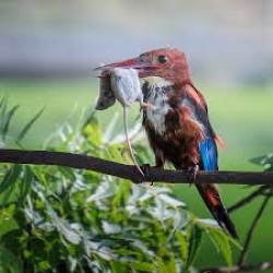 Birding & Photography Tour In Coorg 1N/2D ( 1N Coorg )